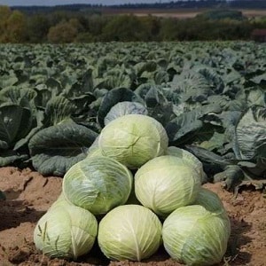 Hardy mid-season hybrid of white cabbage Aggressor f1