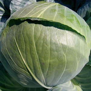 Mid-late hybrid of white cabbage Larsia f1