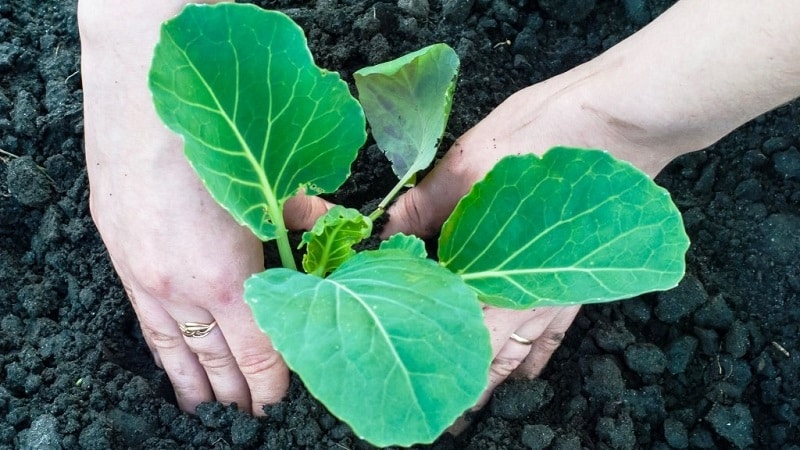 Mid-late hybrid of white cabbage Larsia f1