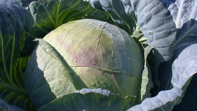 Mid-late cabbage variety Podarok