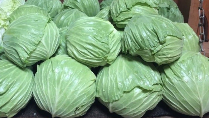 Mid-late cabbage variety Podarok
