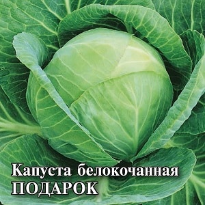 Mid-late cabbage variety Podarok