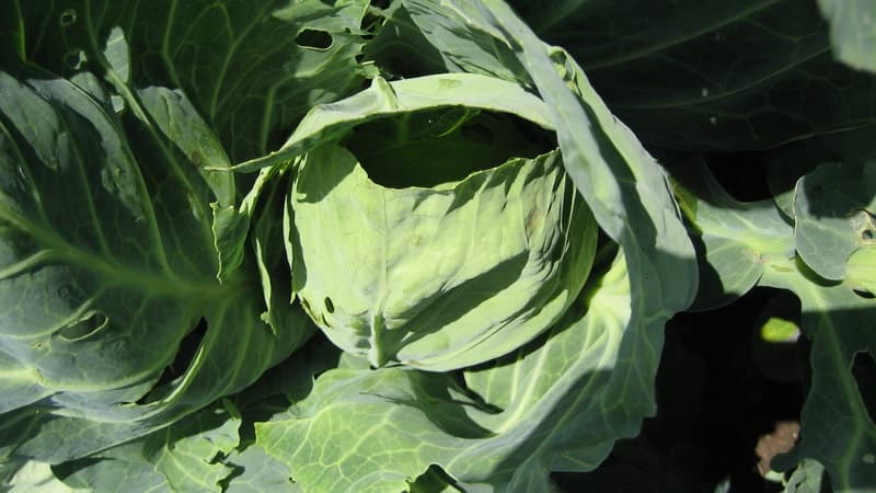 Mid-late cabbage variety Podarok