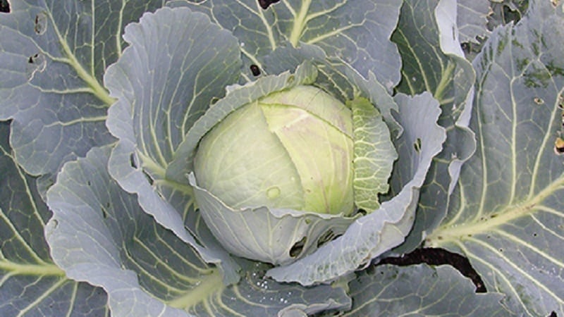 Mid-late cabbage variety Podarok