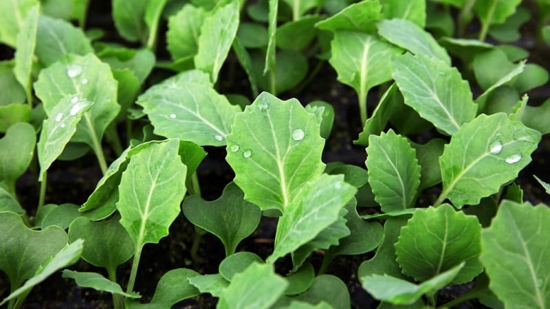 Mid-late cabbage variety Podarok