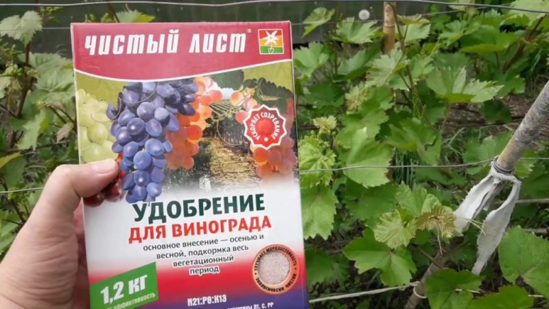 How to water and feed grapes in spring: instructions for beginners