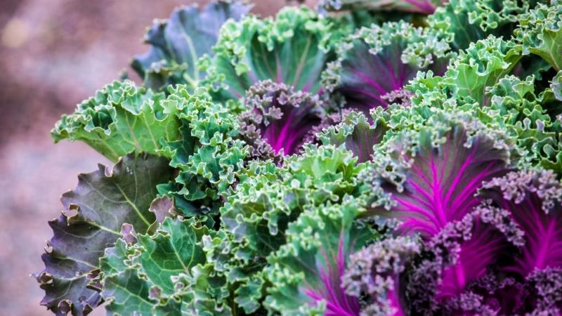 Growing kale