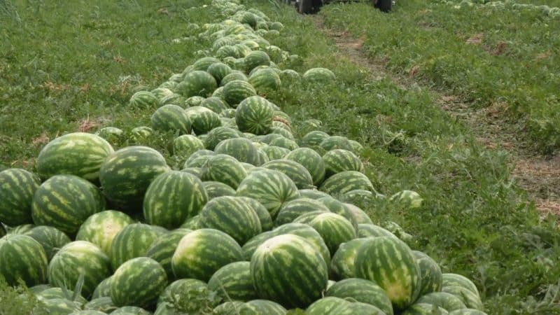 Step-by-step instructions for growing watermelons for beginners