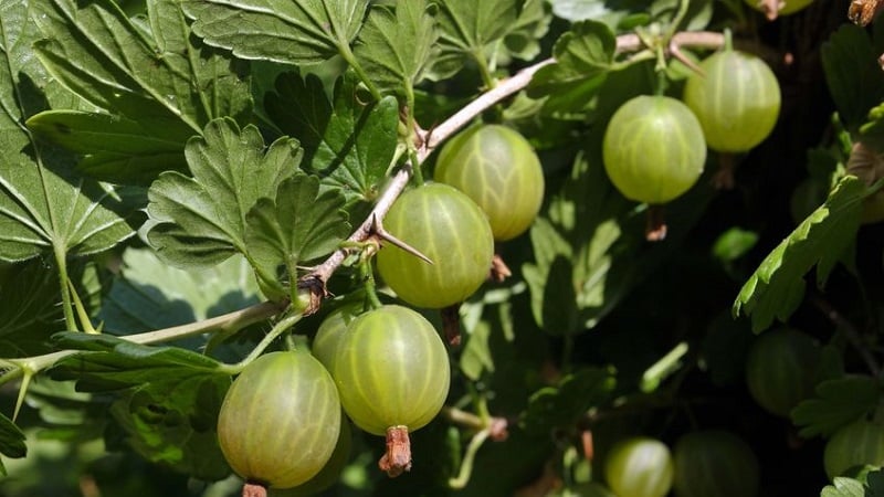 What to do if gooseberries are covered with a brown coating, how to save the harvest