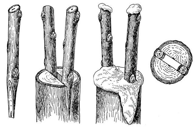 A step-by-step guide for beginner gardeners: how to plant an apple tree in spring