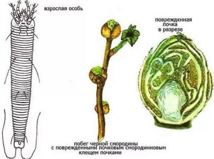 The most effective measures to combat bud mite on currants in spring