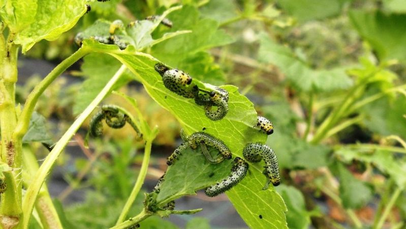 The most effective measures to combat bud mite on currants in spring