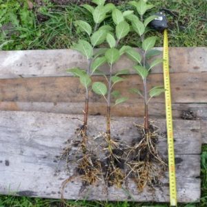 A step-by-step guide for beginner gardeners: how to plant an apple tree in spring