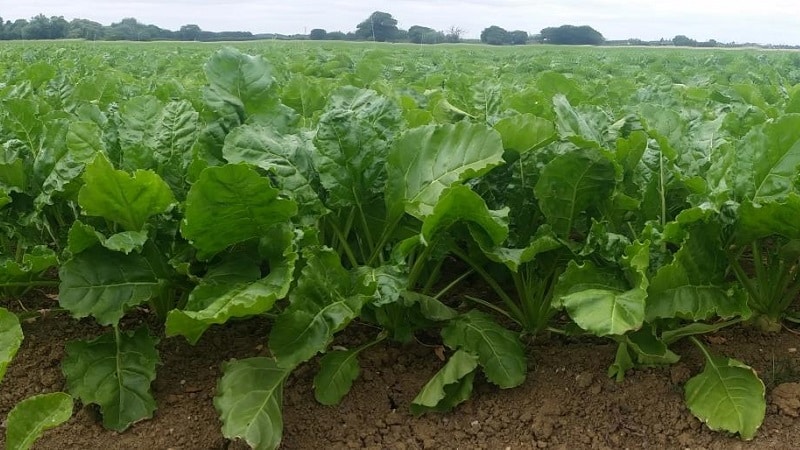 Is growing horseradish profitable as a business and what are the features of its agricultural technology on an industrial scale?
