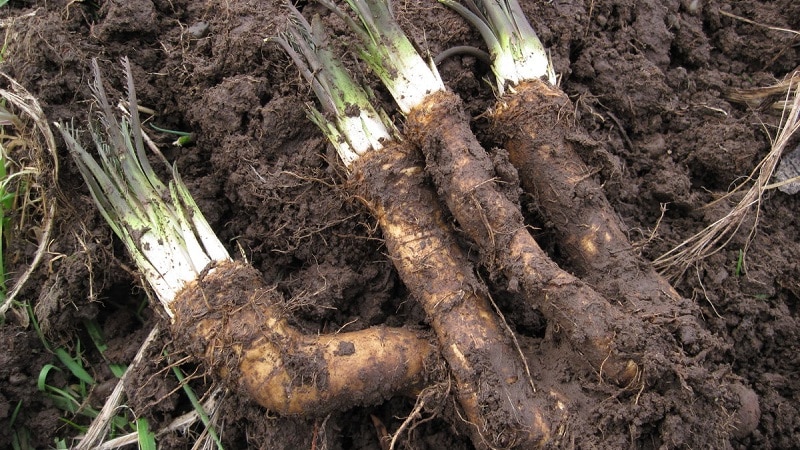 Is growing horseradish profitable as a business and what are the features of its agricultural technology on an industrial scale?