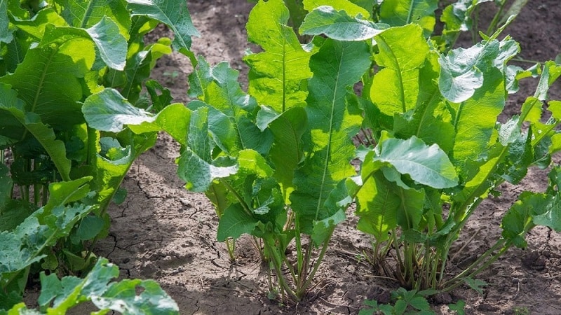Is growing horseradish profitable as a business and what are the features of its agricultural technology on an industrial scale?
