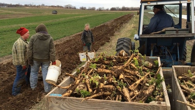 Is growing horseradish profitable as a business and what are the features of its agricultural technology on an industrial scale?