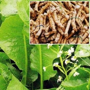 Is growing horseradish profitable as a business and what are the features of its agricultural technology on an industrial scale?
