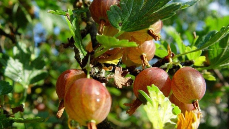 Varieties and features of growing thornless gooseberries