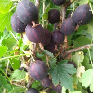 Varieties and features of growing thornless gooseberries