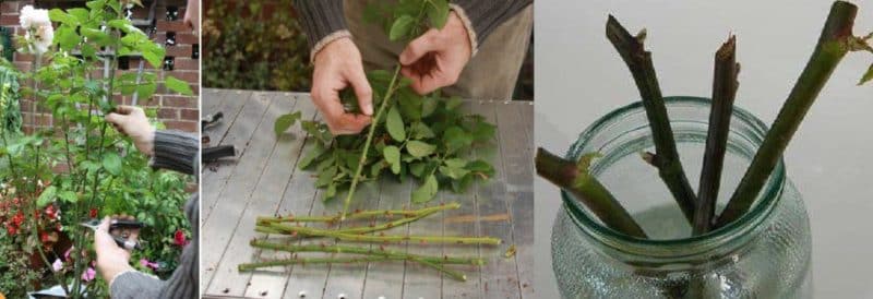 Simple ways to save rose cuttings until spring and plant them correctly