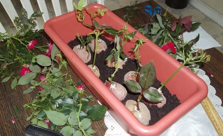 Simple ways to save rose cuttings until spring and plant them correctly