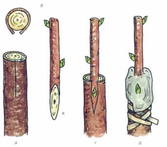 A step-by-step guide for beginner gardeners: how to plant an apple tree in spring