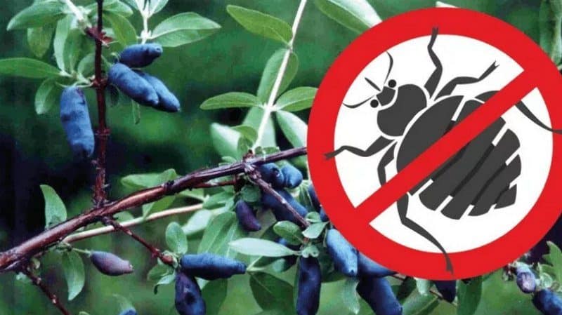 Why does honeysuckle bear fruit poorly?