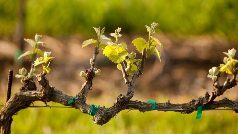 How to properly treat grapes against diseases and pests in the spring after opening