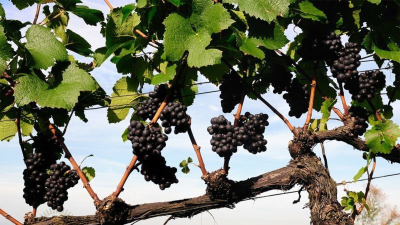 How to properly treat grapes against diseases and pests in the spring after opening