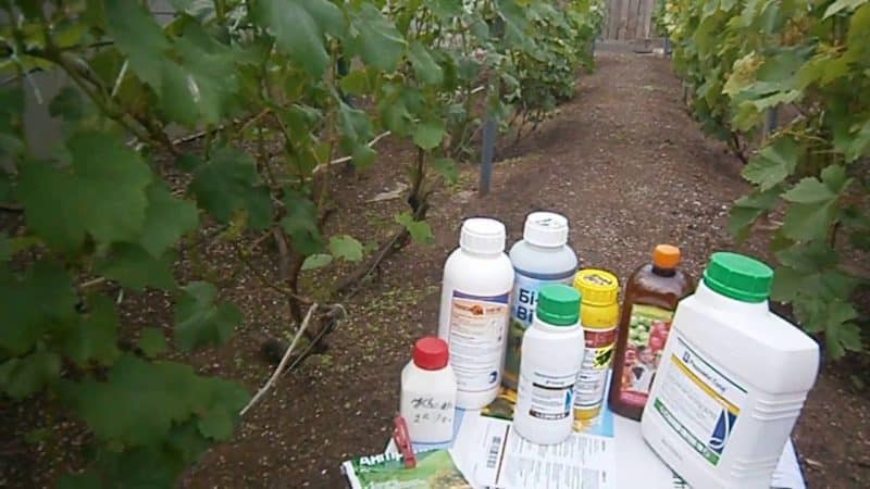 How to properly treat grapes against diseases and pests in the spring after opening