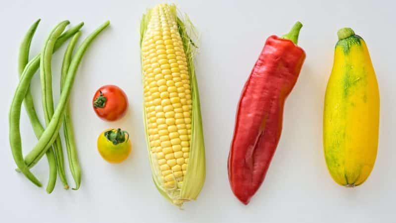How to distinguish feed corn from food corn and the scope of application of both types