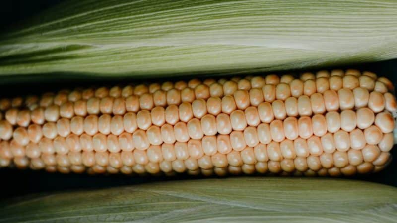 How to distinguish feed corn from food corn and the scope of application of both types