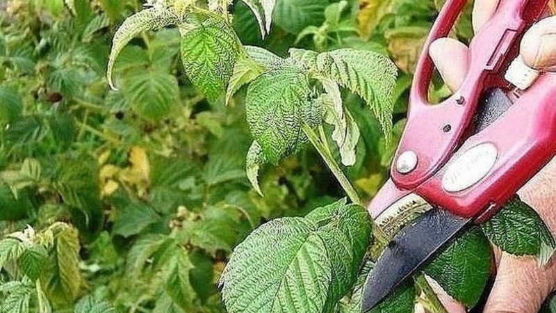Instructions for caring for raspberries in summer for beginners and advice from experienced gardeners