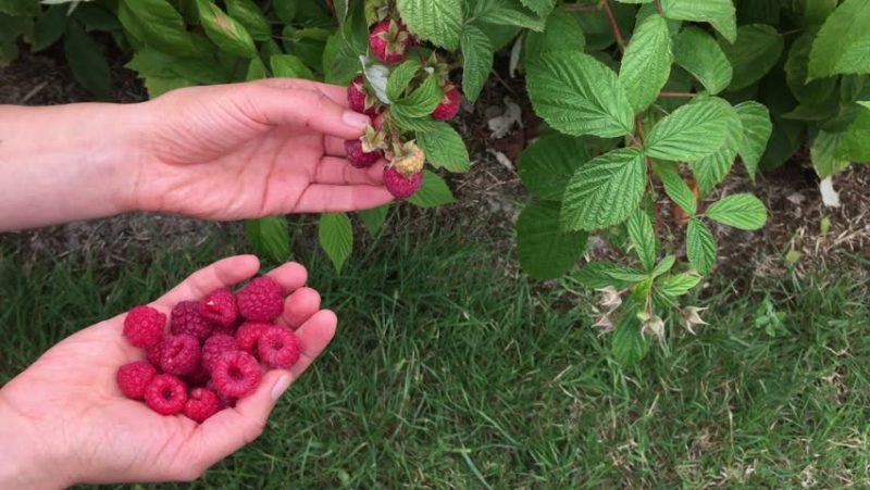 Instructions for caring for raspberries in summer for beginners and advice from experienced gardeners