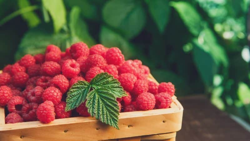 Instructions for caring for raspberries in summer for beginners and advice from experienced gardeners