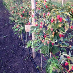 Instructions for caring for raspberries in summer for beginners and advice from experienced gardeners
