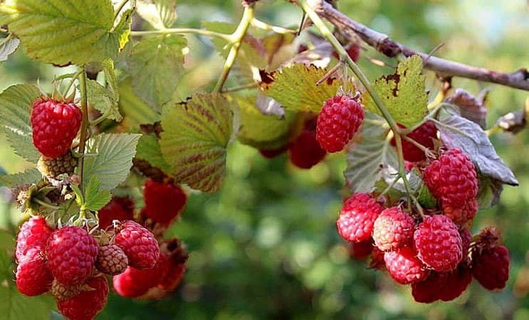 Instructions for caring for raspberries in summer for beginners and advice from experienced gardeners