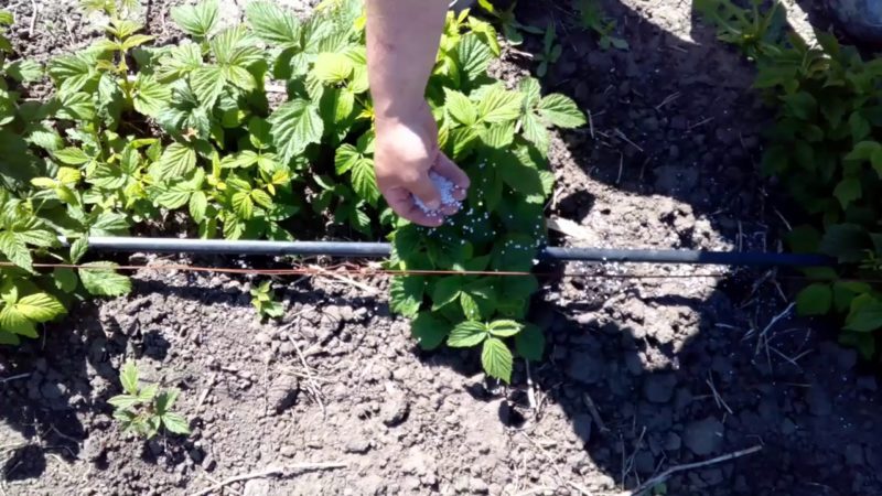 Instructions for caring for raspberries in summer for beginners and advice from experienced gardeners
