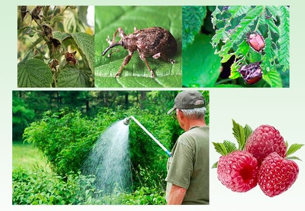 Instructions for caring for raspberries in summer for beginners and advice from experienced gardeners