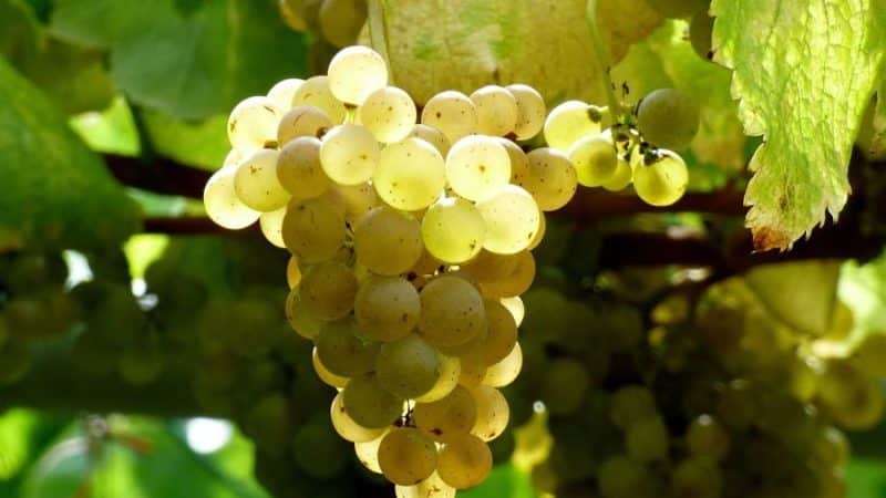 What are autochthonous grape varieties and which ones are the most popular?