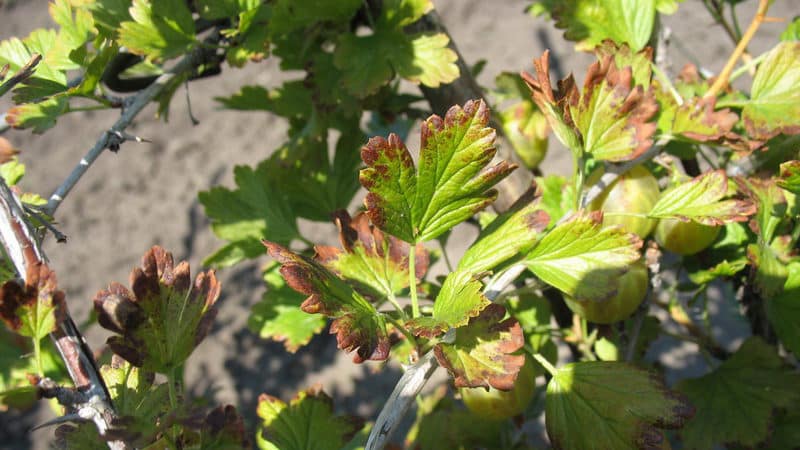 Why red spots appear on gooseberry leaves and how to deal with it