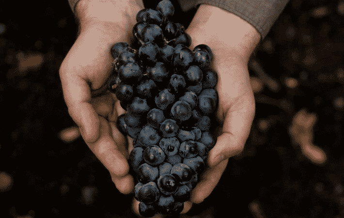 What are autochthonous grape varieties and which ones are the most popular?