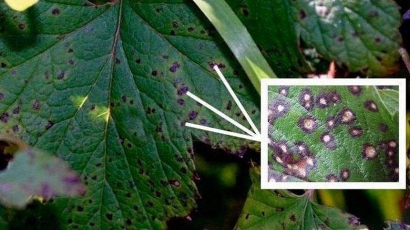 Why do currant leaves have pale leaves, what to do and how to fix it