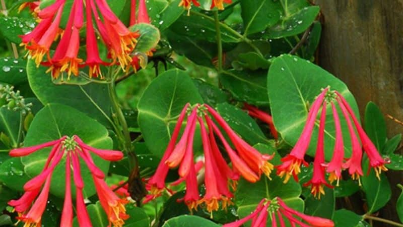 Types and varieties of decorative climbing honeysuckle