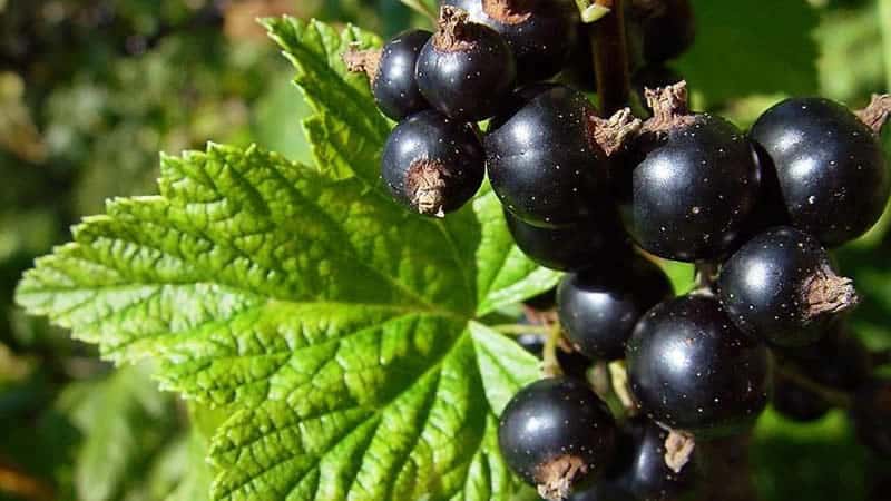 How and what to feed currants after harvesting in July
