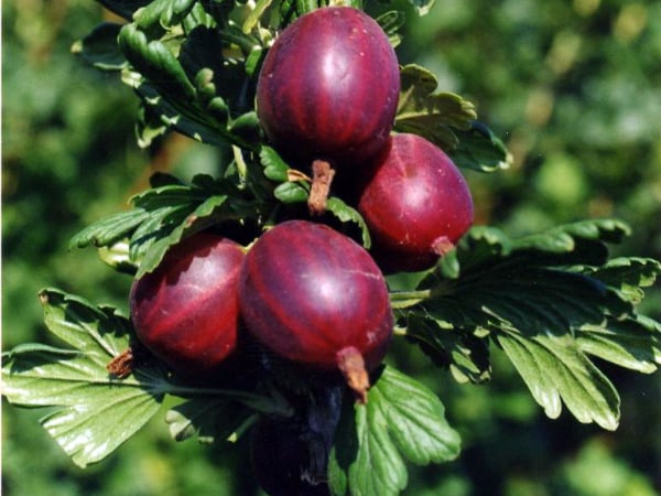 Thornless gooseberry variety Prune from Russian breeders