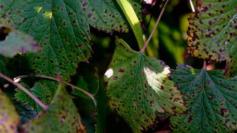 Why do spots appear on gooseberry leaves?