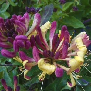 Types and varieties of decorative climbing honeysuckle