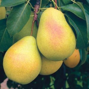 Which variety of pear is better: Lada or Chizhovskaya
